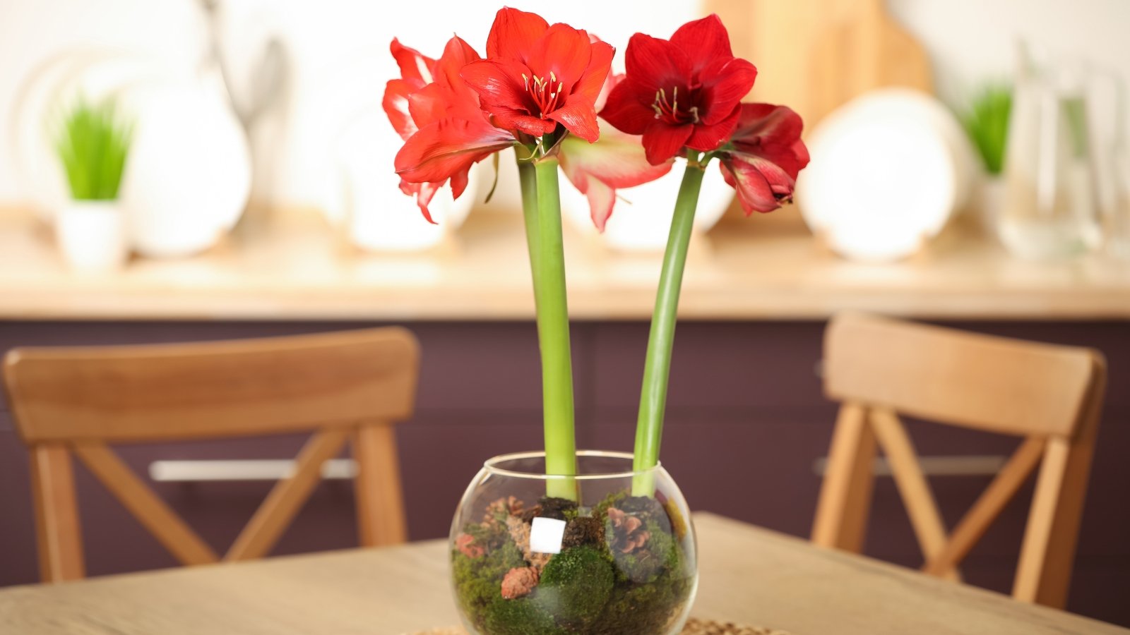 Bright red trumpet-shaped flowers with white edges rise on tall, sturdy stems, in a glass terrarium filled with moss and pine cones, on a wooden kitchen table.