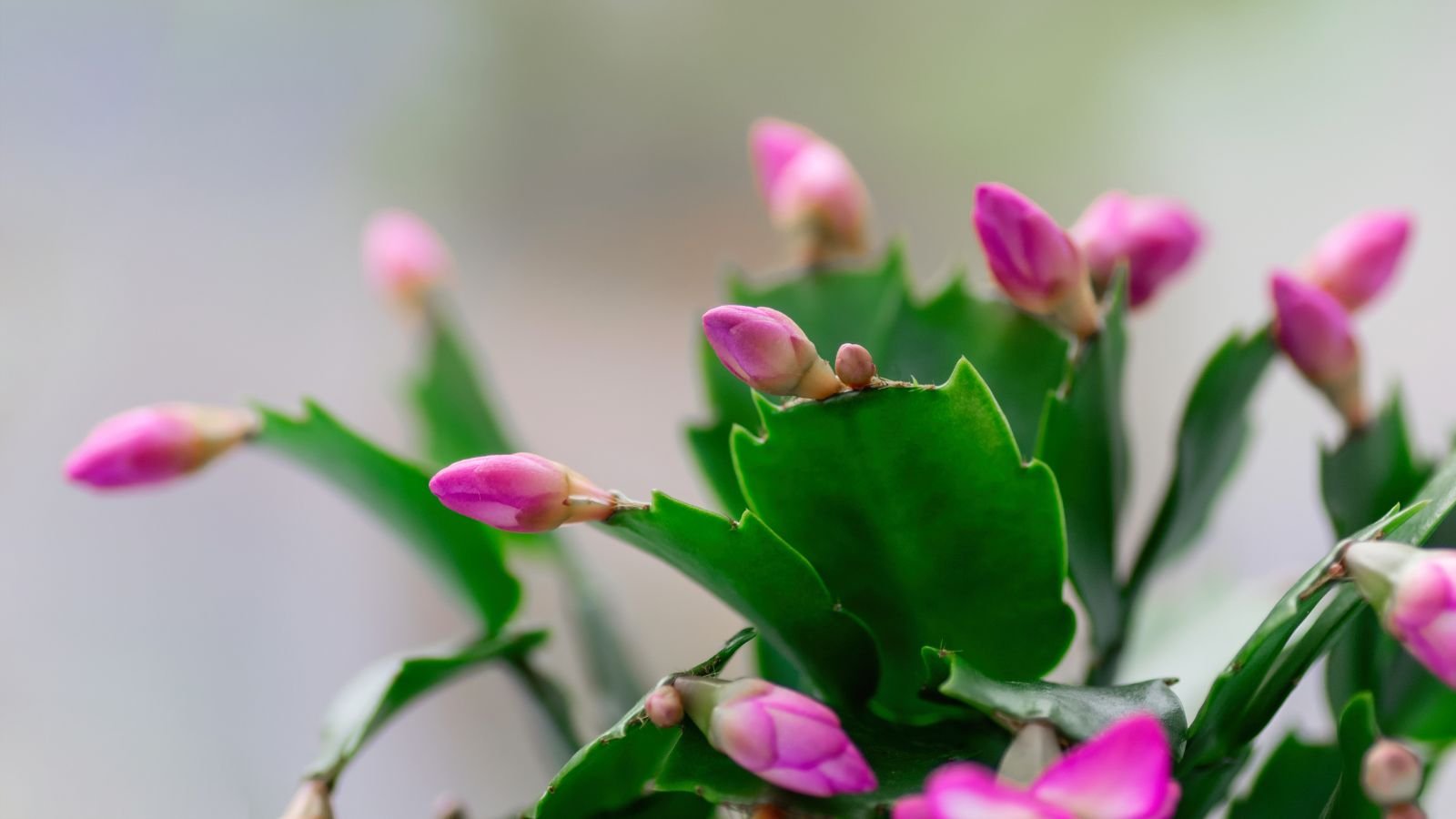 A focused shot of a flowering Schlumbergera showcasing its healthy leaves and blooming pink flowers in a well lit area.