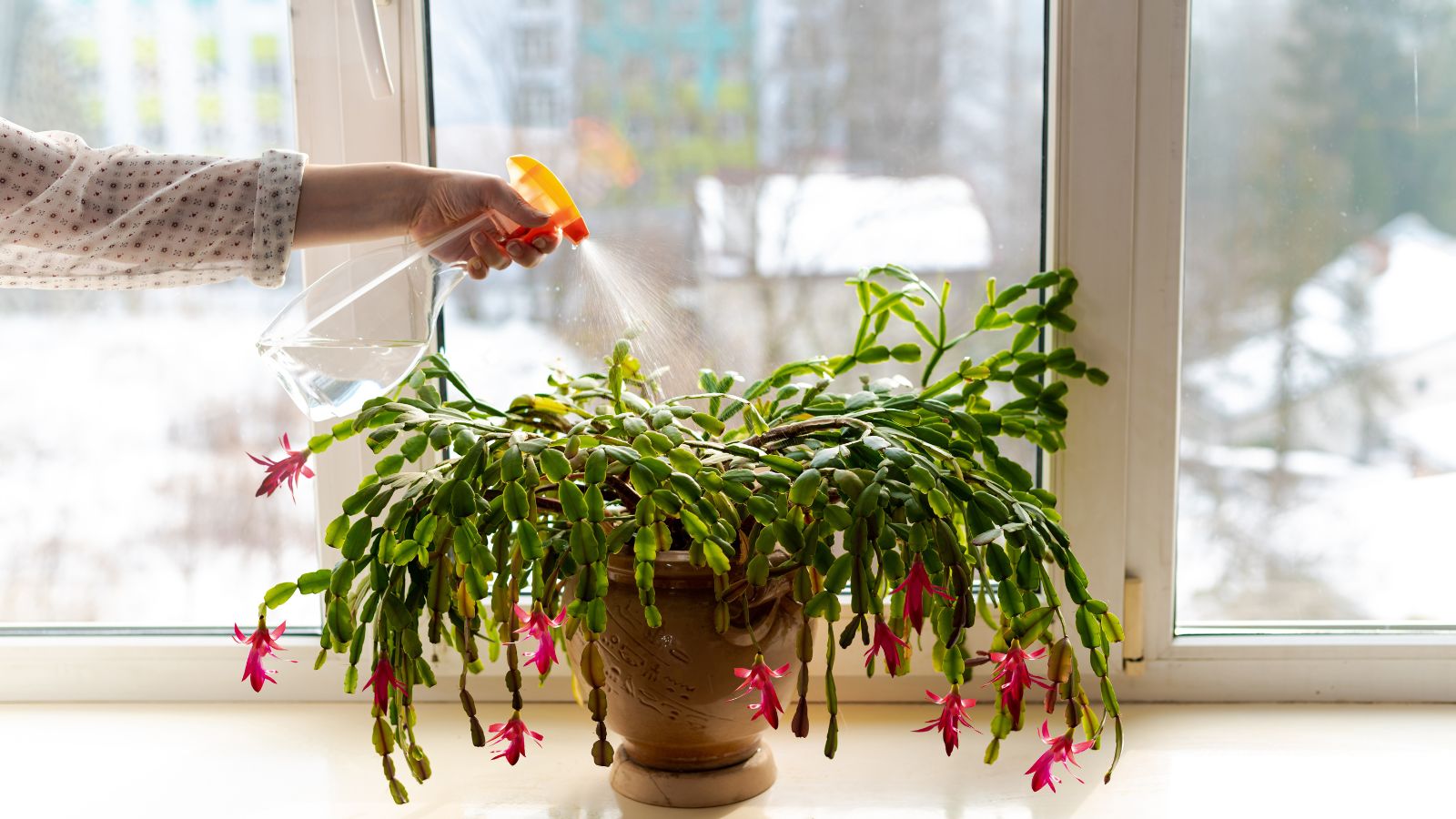 A close-up shot of a Schlumbergera plant placed in a pot near a window being watered by a person wearing a white shirt using a transparent spray bottle