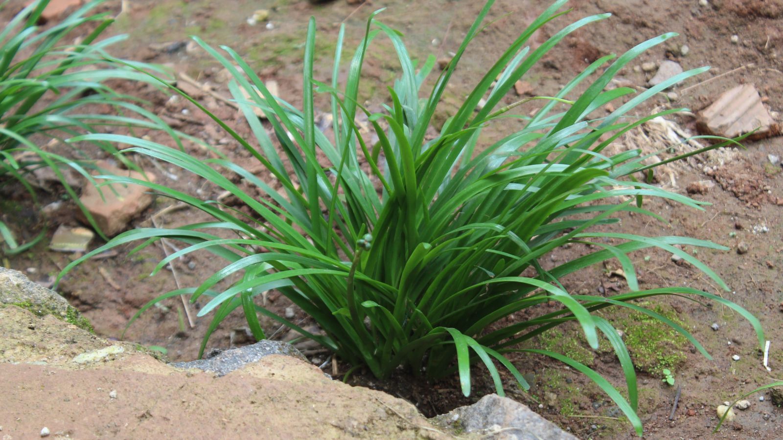 Young looking mondo grass placed in brown dirt that appear dry, surrounded by small and big rocks, placed near a walkway