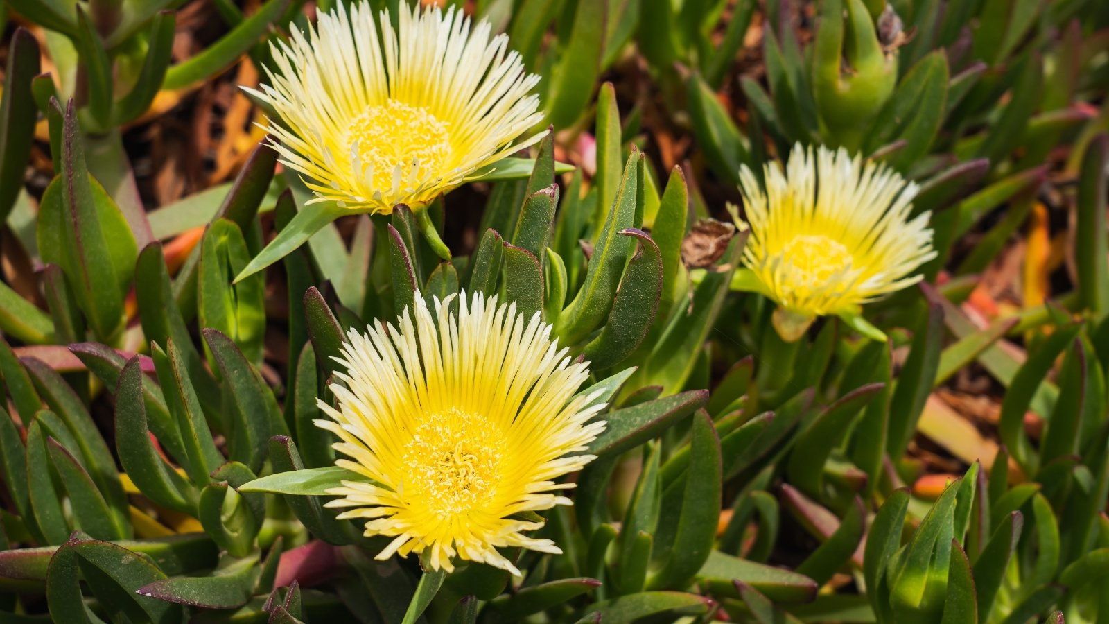 Known for its fleshy, succulent green leaves with purple tips and vibrant, daisy-like flowers that come in shades of yellow.