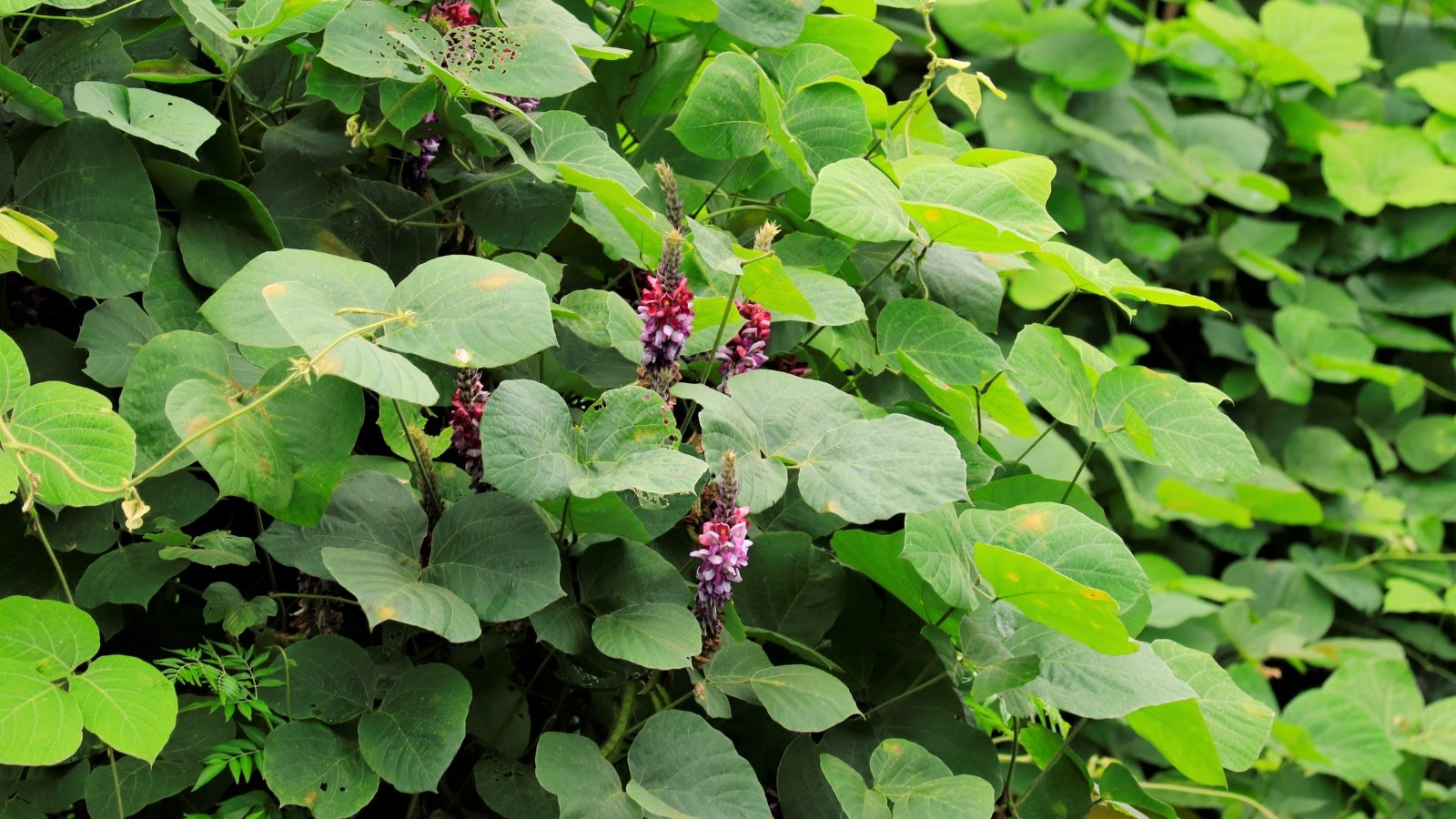 This vine has large, trifoliate leaves and produces dense clusters of pea-like purple flowers, covering large areas.
