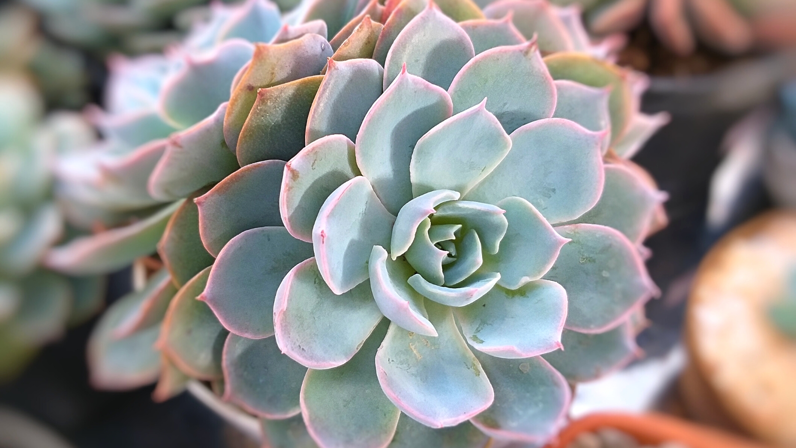 Close-up of potted Echeveria ‘Blue Mist’ against a blurred background. Echeveria ‘Blue Mist’ captivates with its stunning rosette of succulent leaves, each adorned in a serene palette of dusty blue-gray hues with delicate pink edges. The leaves exhibit a delicate powdery coating. Arranged in tight spirals, these leaves form a compact and harmonious rosette.