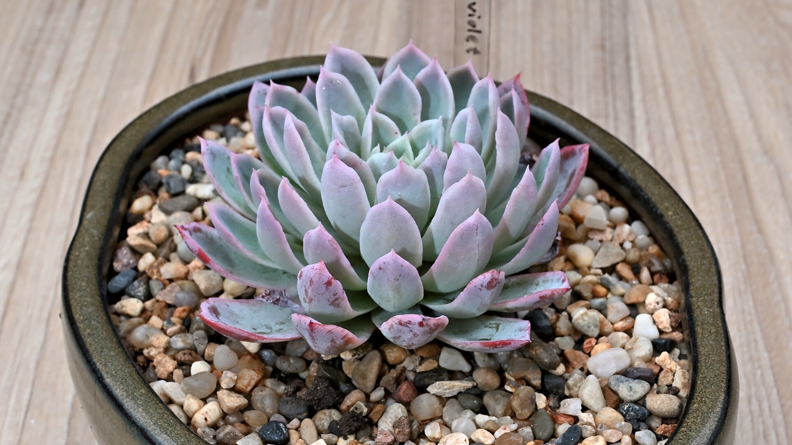 Close-up of Echeveria 'Violet Queen' in a large ceramic pot with small pebbles. Echeveria ‘Violet Queen’ is a captivating succulent, featuring rosettes of elegantly tapered leaves with a dusty lavender hue that deepens to purple near the edges. The leaves possess a powdery coating, giving them a soft, matte texture and enhancing their subtle color variations.