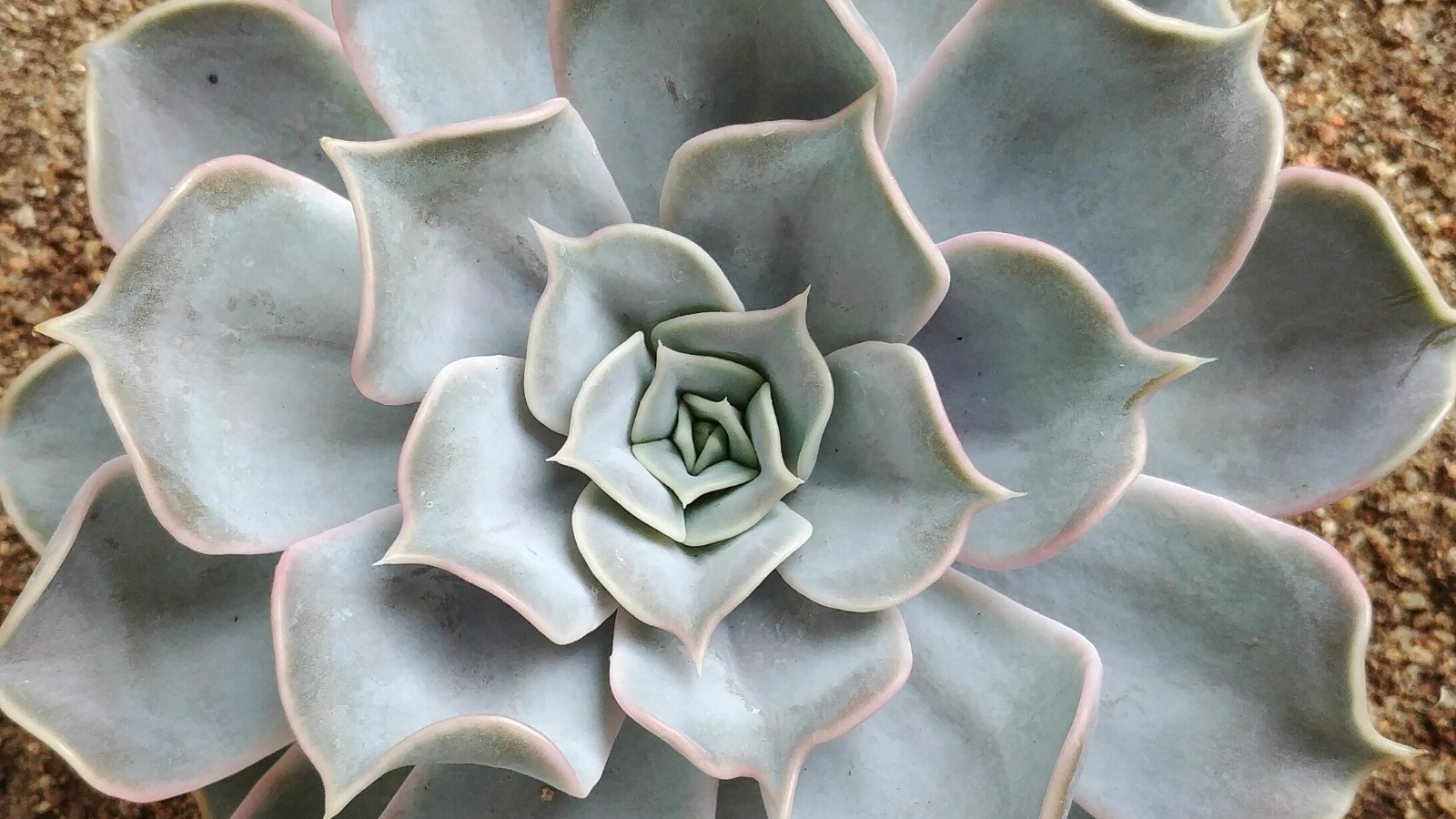 Close-up of Echeveria 'Galaxy Blue' against a blurry background of tiny pebbles. Echeveria ‘Galaxy Blue’ is a mesmerizing succulent, showing rosettes of thick, fleshy leaves in striking shades of blue-green. The leaves are adorned with a powdery coating that enhances their velvety texture. Each leaf features delicate ridges and subtle ripples, giving the rosettes a dynamic and captivating appearance.