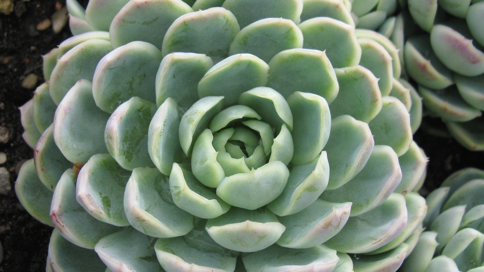 Close-up of Echeveria 'Blue Wren' against a blurred background. Echeveria ‘Blue Wren’ is a charming succulent, boasting rosettes of powdery blue-green leaves with a subtle hint of pink along the edges. The leaves are fleshy and spoon-shaped, arranged in a compact and symmetrical manner.