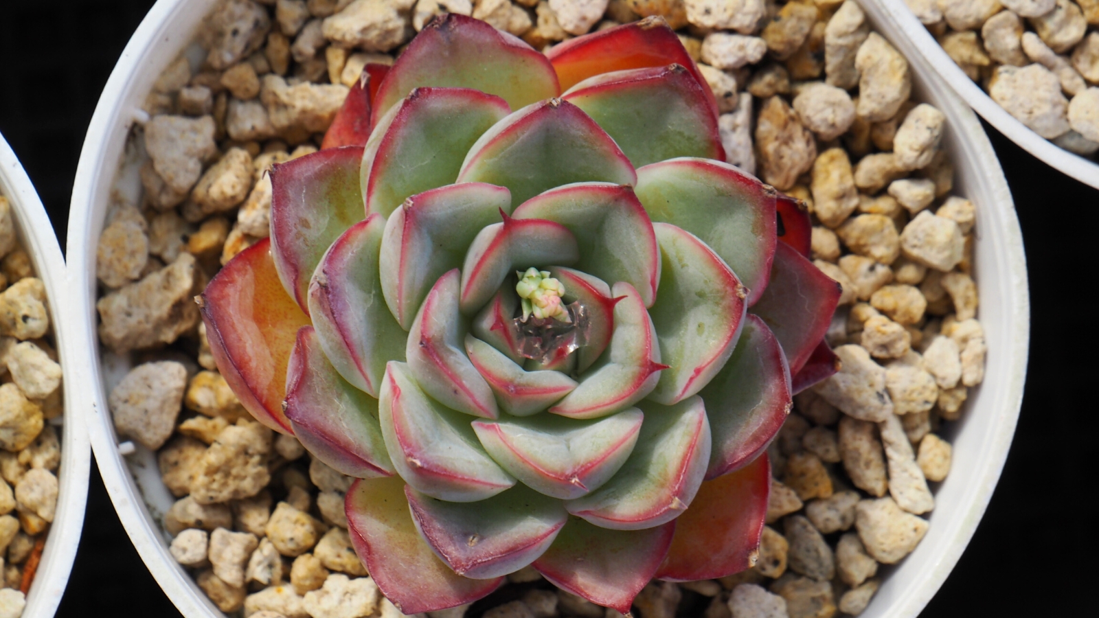 Top view, close-up of Echeveria 'Moon Stone' in a white pot with a layer of small beige stones. Echeveria ‘Moon Stone’ is a mesmerizing succulent, showcasing rosettes of plump, silvery-blue leaves with a powdery coating that gives them a soft, velvety texture. Each leaf is adorned with subtle ridges and edges of a reddish color.