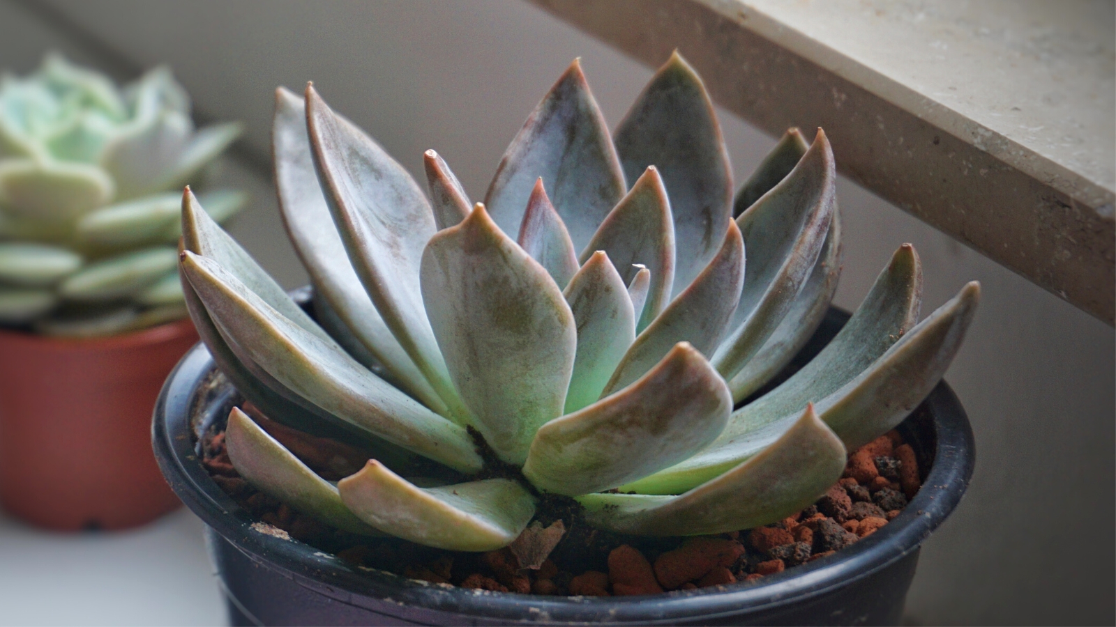 Close-up of Echeveria affinis 'Silver Queen' in a black pot on a light windowsill. Echeveria affinis ‘Silver Queen’ is a striking succulent, showing rosettes of triangular leaves with a dusty silver-blue hue. The leaves have a powdery coating that enhances their velvety texture.