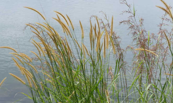 Mission grass and citronella grass