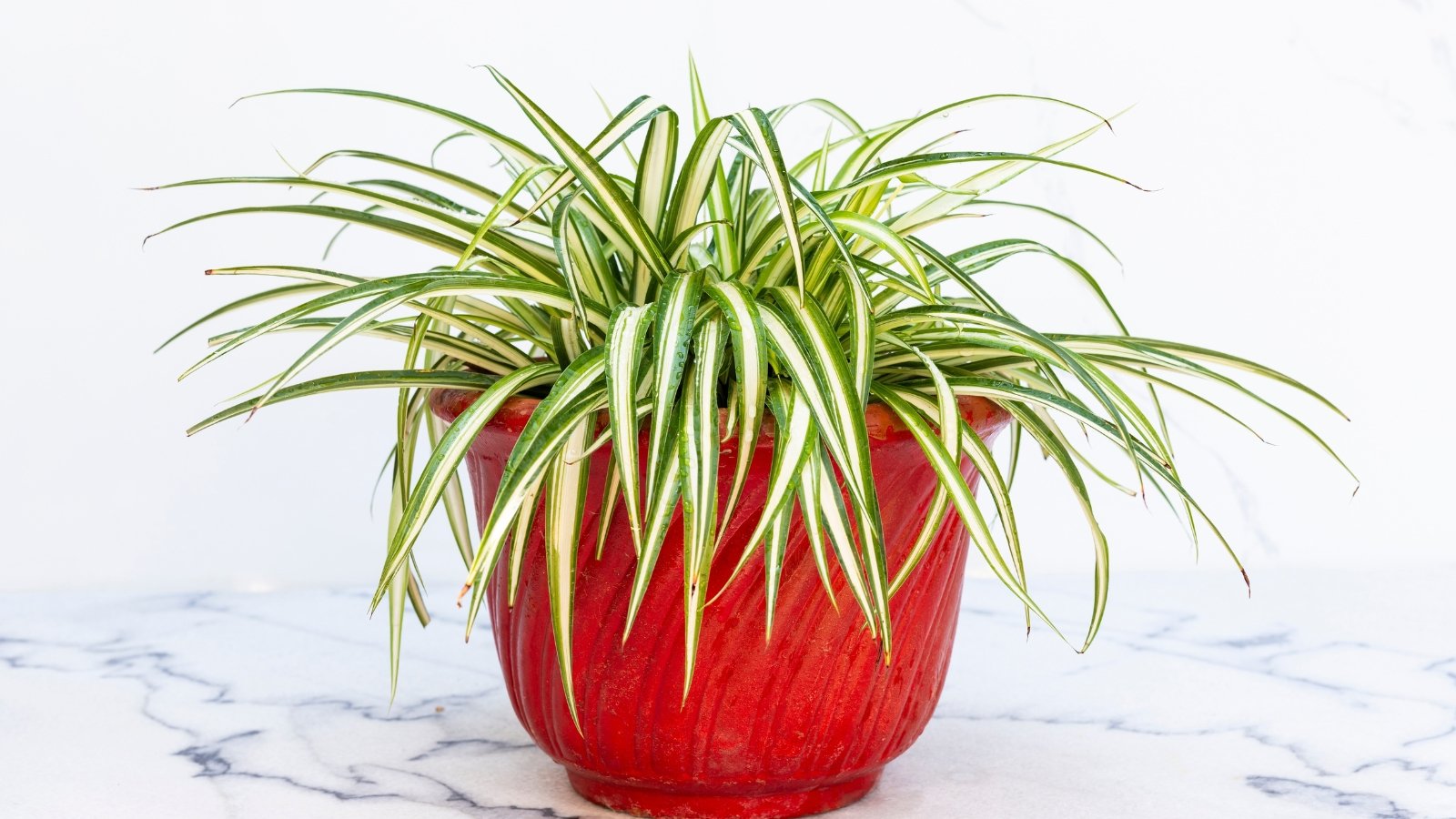 Thin, arching green leaves with white stripes form a fountain-like display in a bright red ceramic pot on a marble countertop.