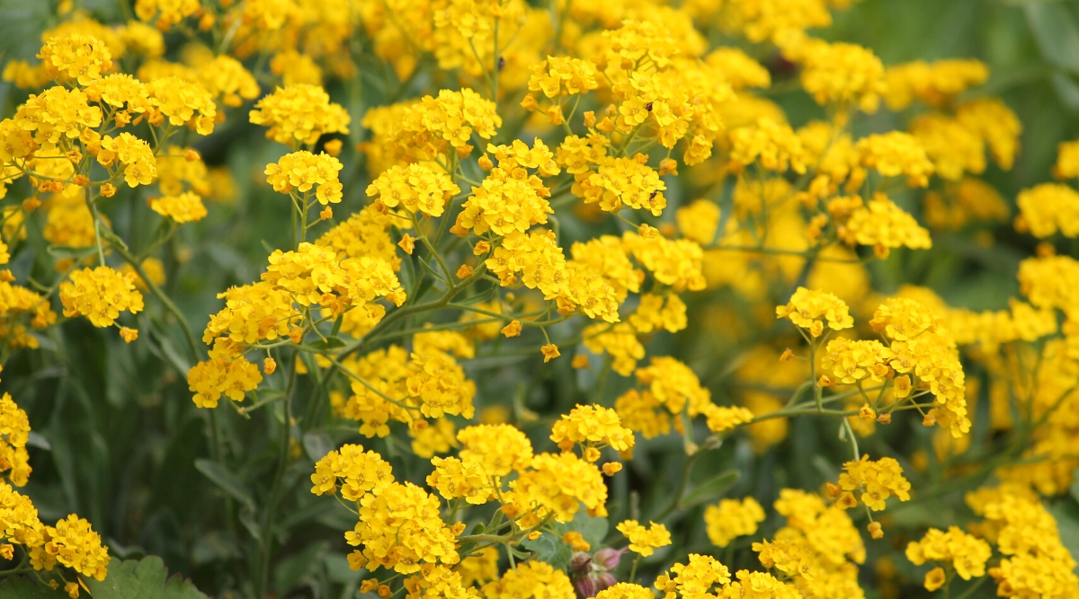 Close-up of a flowering Aurinia saxatilis plant against a blurred green background. Aurinia saxatilis, commonly known as Basket-of-Gold or Alyssum saxatile, is a perennial herbaceous plant. It forms low, spreading mounds of gray-green, narrow leaves that provide an attractive backdrop to its stunning floral presentation. The plant produces dense clusters of small, golden-yellow flowers that cover the foliage.