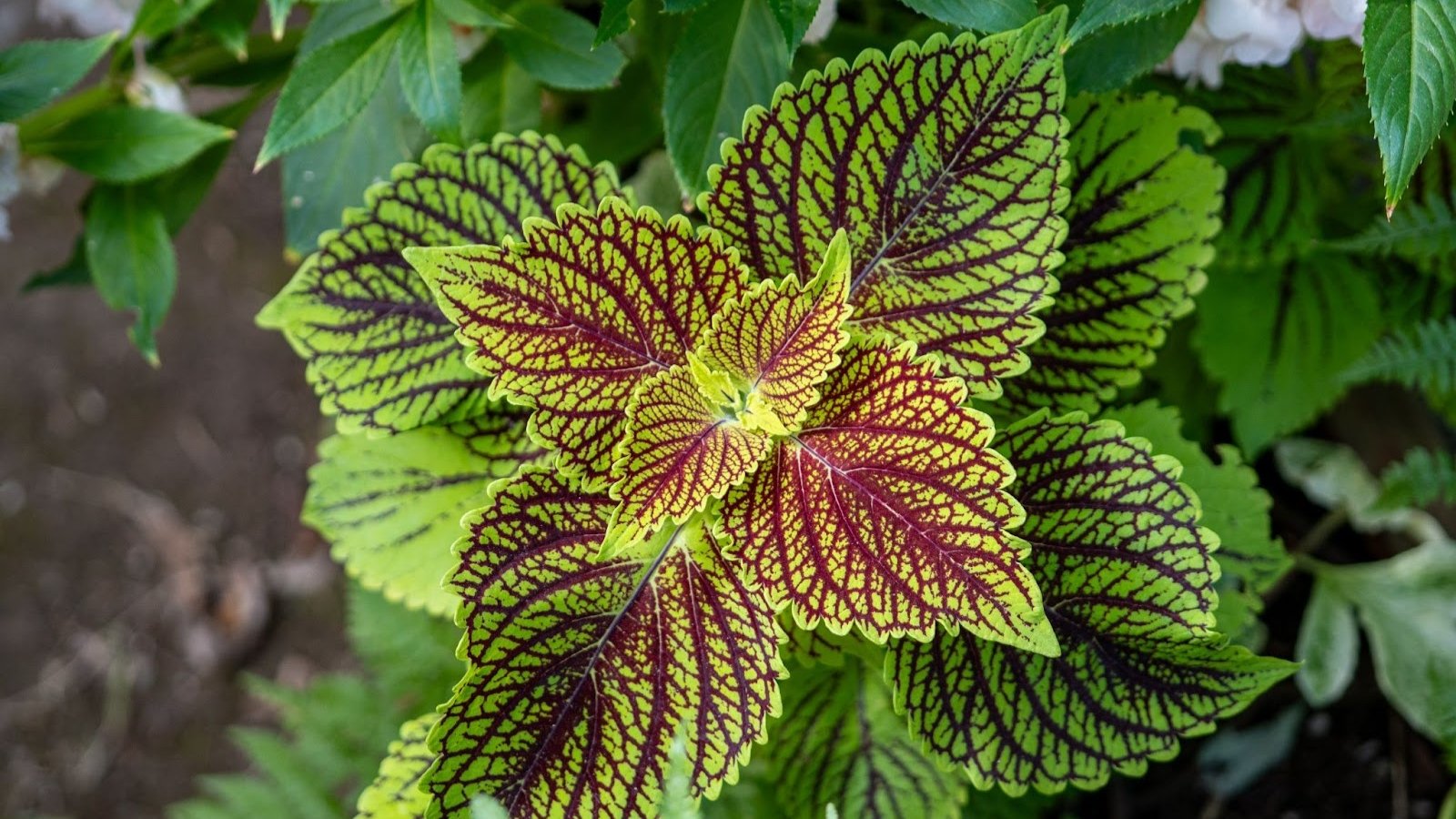 Brightly colored, scalloped leaves in shades of green with purple vines grow on thick stems.