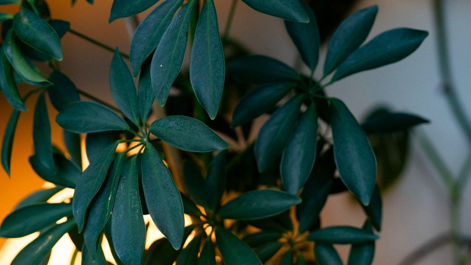 Glossy, oval green leaves with a compact, bushy shape grow on thin stems.
