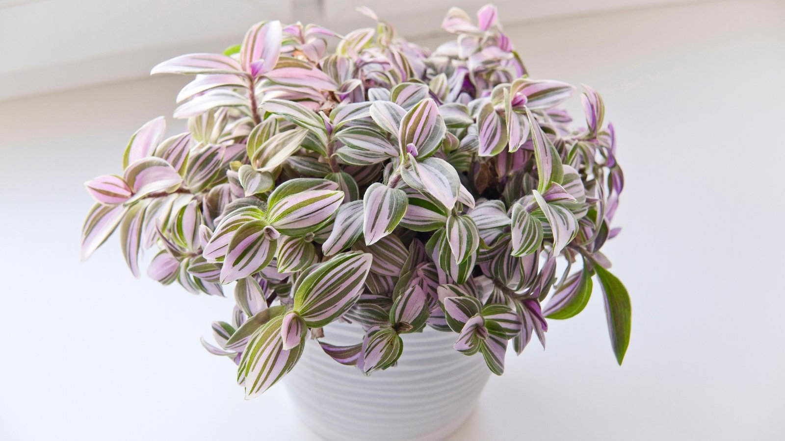 Wandering, trailing stems with variegated soft purple and green striped leaves in a white pot on a light windowsill.