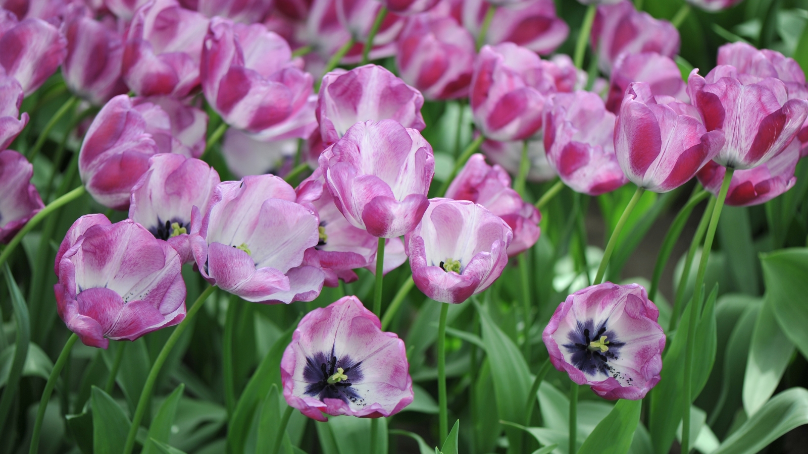 Rich pink blooms with deep purple centers and light edges, each petal elongated and slightly curved, create a vibrant display amid green stems and foliage.