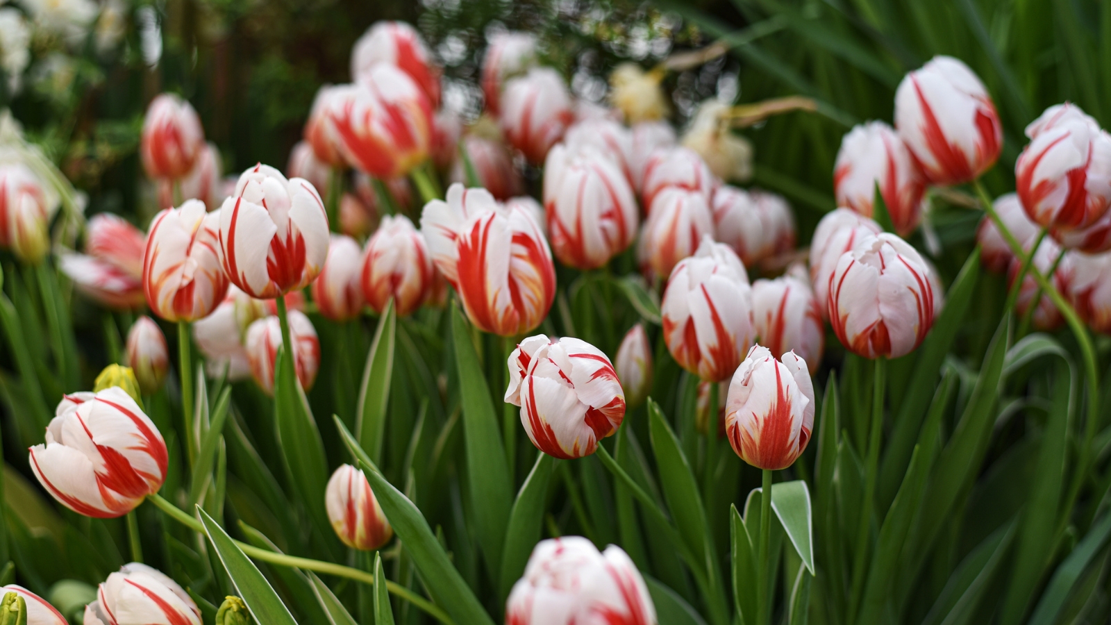 Soft peach and white petals with rounded edges create delicate, cup-shaped blossoms, each petal blending seamlessly into the next above thin green stems.