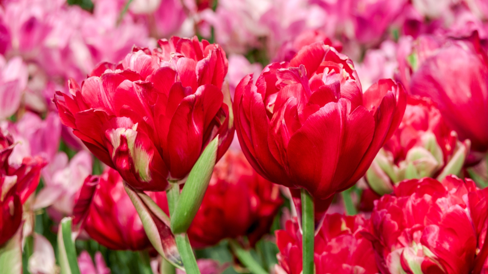 Bright pink blossoms with thick, rounded petals and a soft, velvety texture create a vivid, lively display, contrasting sharply with the lush green background.