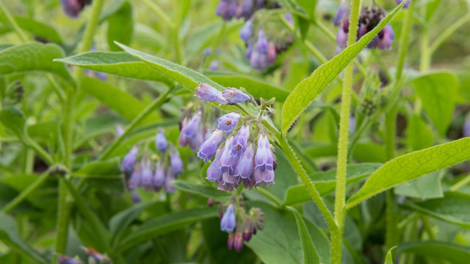 The Russian variety Symphytum x uplandicum has light green leaves and stalks, with dangling purple flowers with distinct bell-like shape