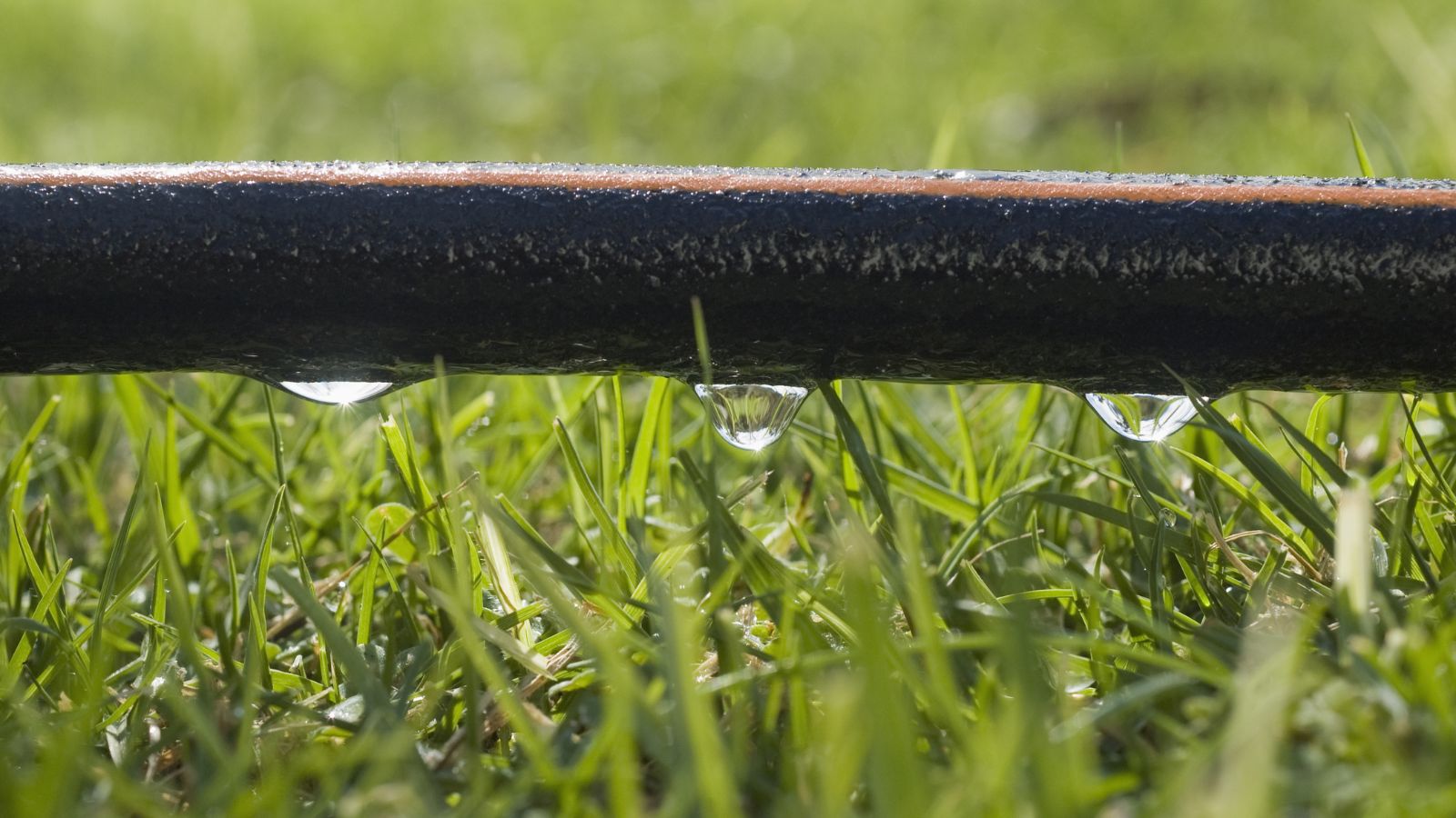 A black soaker hose dripping water falling on grass below with bright green color in a sunny garden