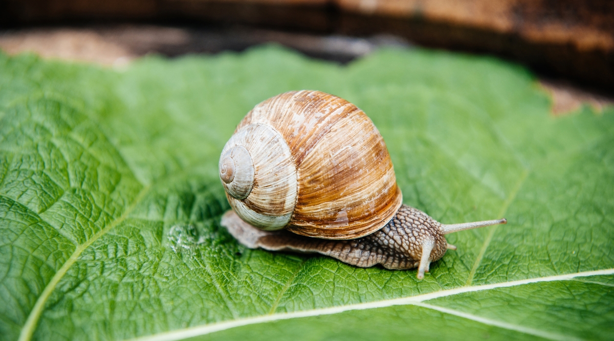 A tiny brown snail with a spiral shell slowly makes its way across a vibrant green leaf. The sunlight casts a gentle glow on the snail, highlighting its unique texture and delicate, curved form.