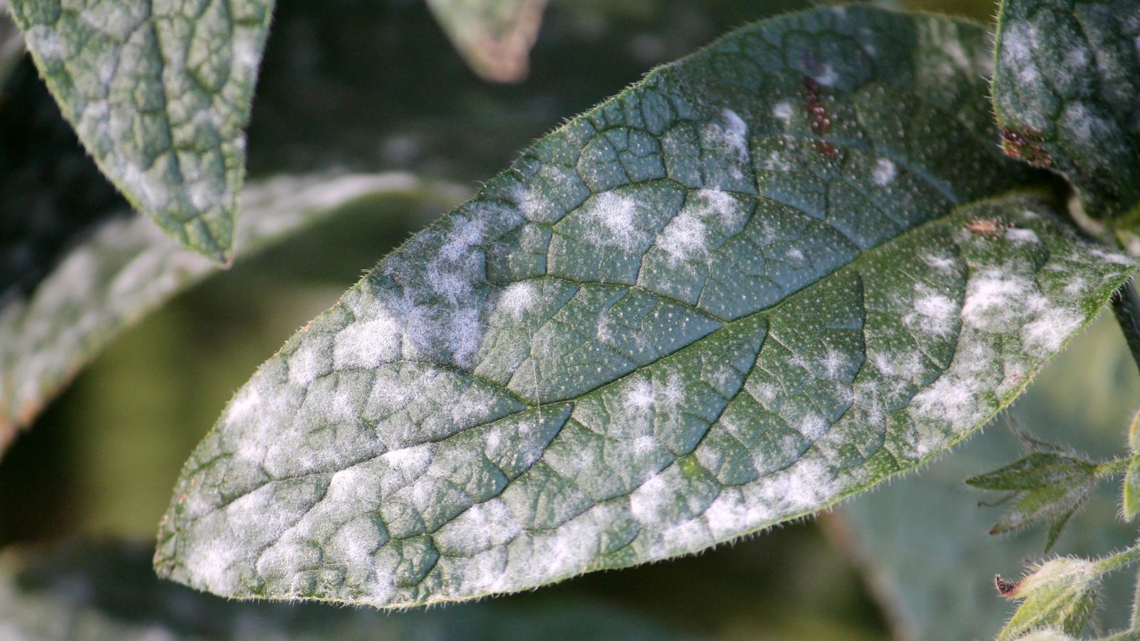 Deep green colored leaves of Symphytum officinale with powdery white mildew scattered all over 