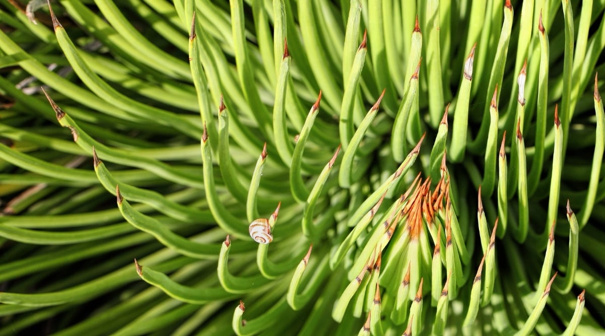 A close-up reveals the unique texture of Narrow Leaf Century Plant's leaves, showcasing intricate patterns and fine spiky edges. The sunlight highlights the vibrant green hues, creating a visually stunning display of nature's intricate design.
