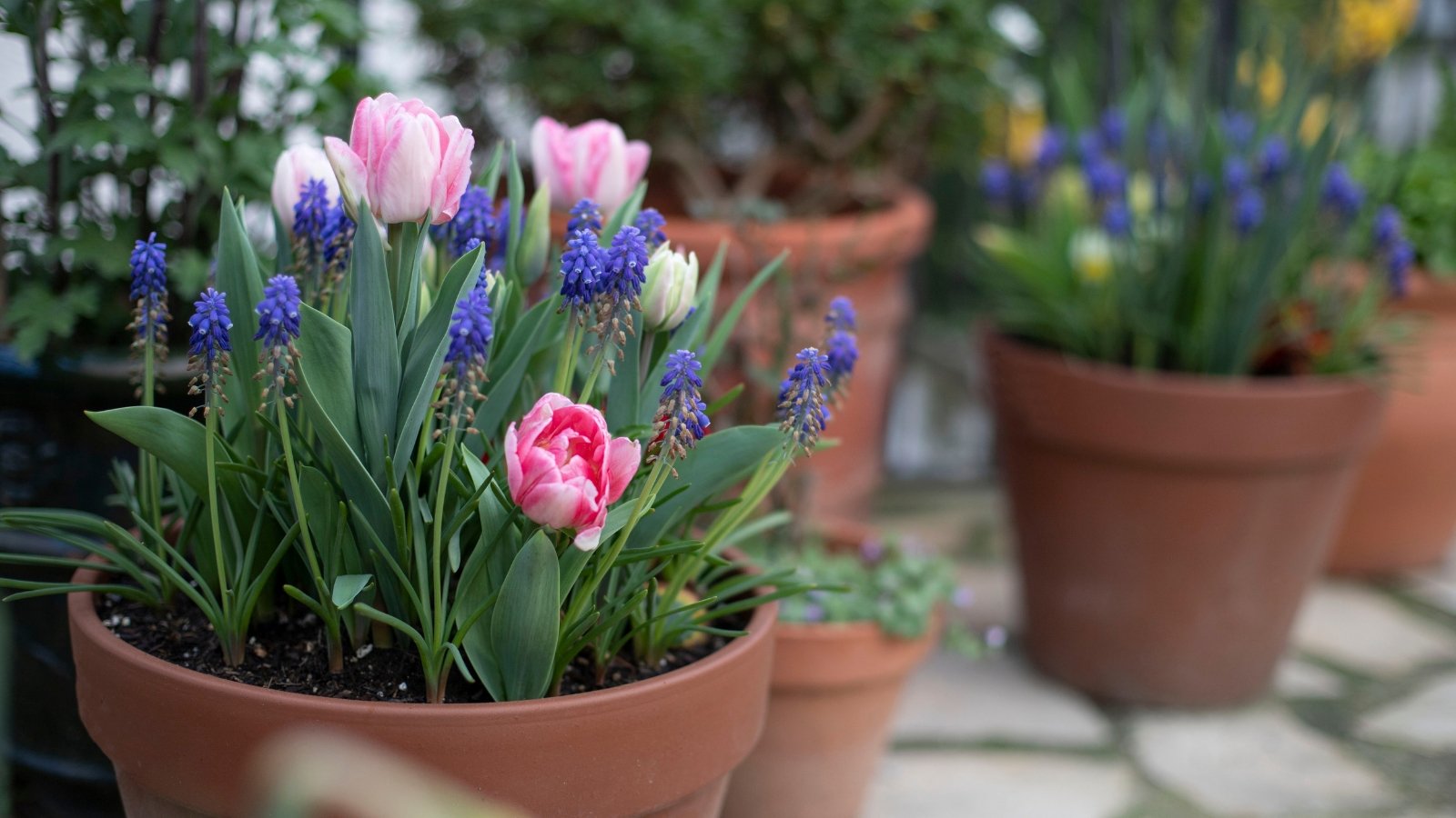 A charming arrangement of pastel-hued Tulipa flowers, with pinks, purples, and whites, surrounded by green, sword-like leaves in a warm-toned outdoor setting.