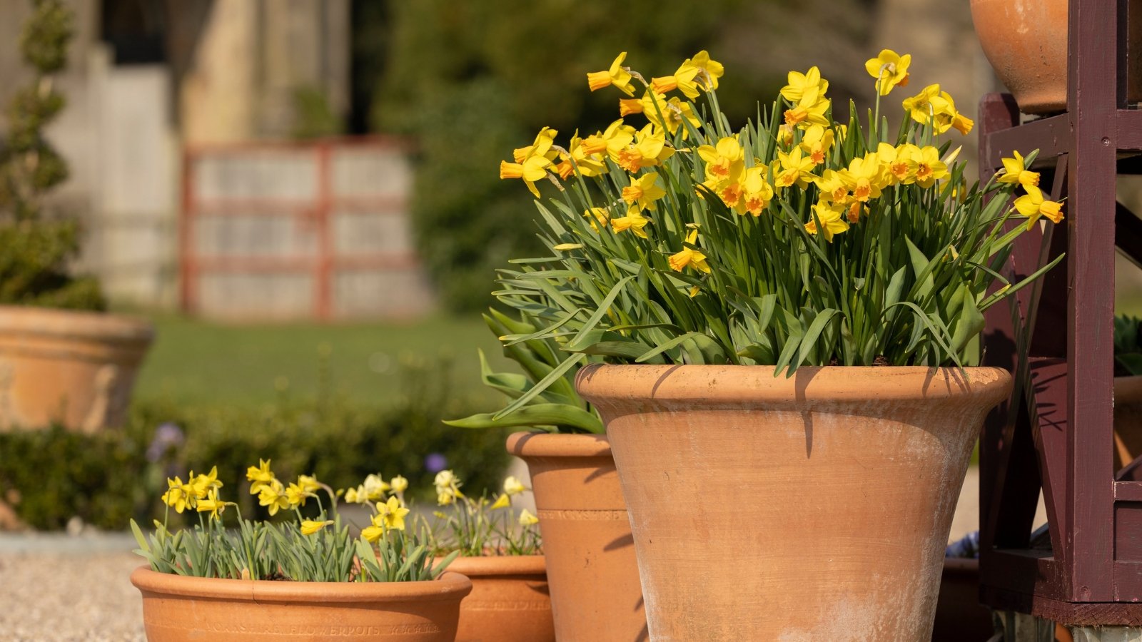 Clusters of cheerful yellow Narcissus flowers with slender green leaves form a striking contrast against a stone and earthen background, embodying spring energy.