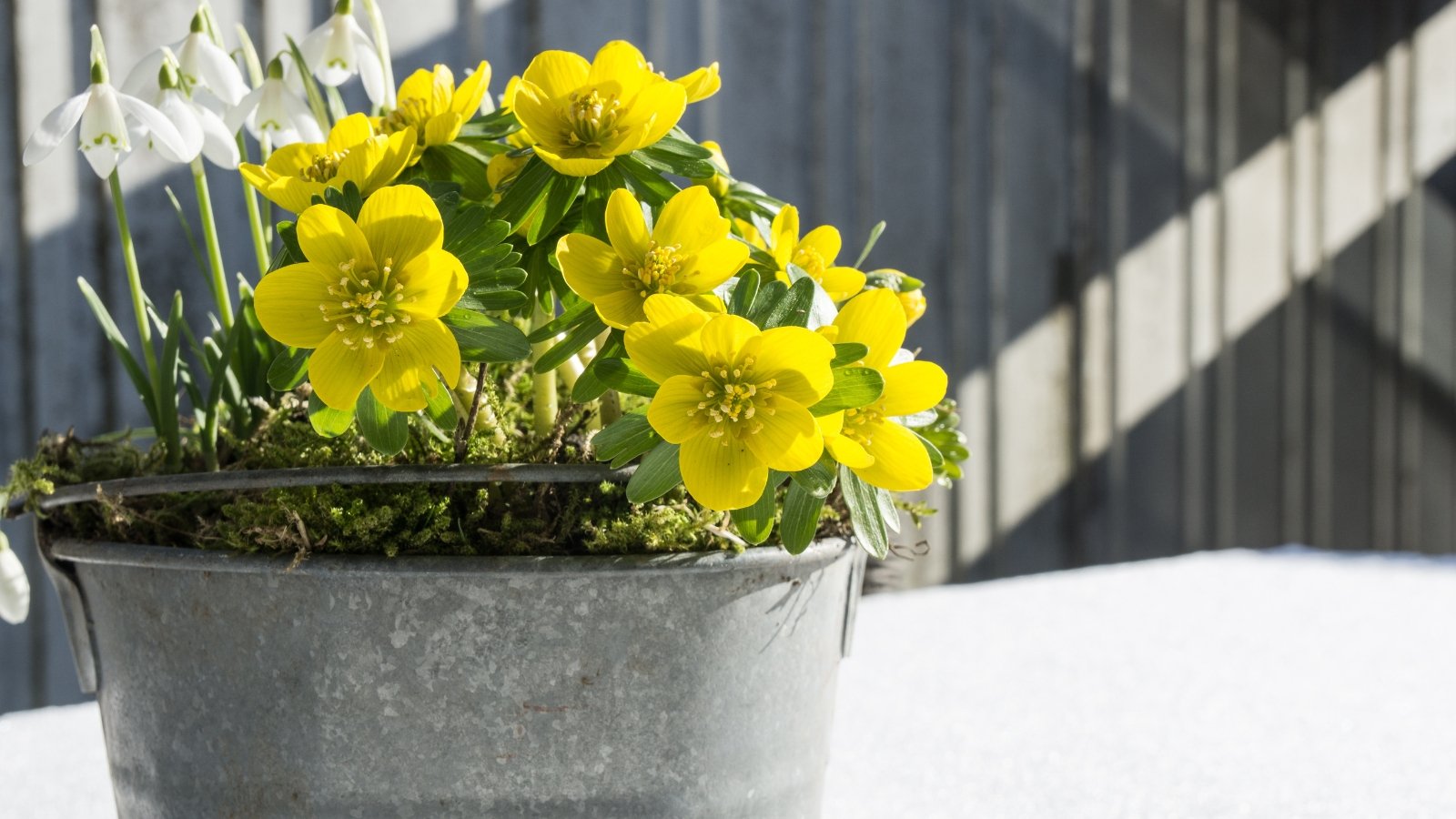 Bright yellow Eranthis hyemalis blooms with round green leaves sit beside soft white Galanthus flowers, adding a splash of color to a metal container in an outdoor space.