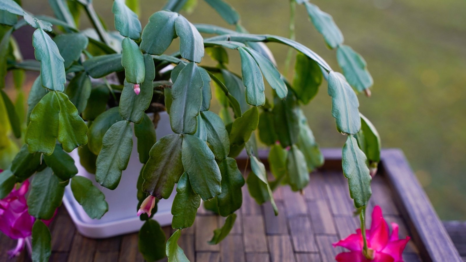 Cascading, jointed branches form a layered look, accented by vibrant pink blooms at each tip, displayed in a white pot on a wooden garden table.
