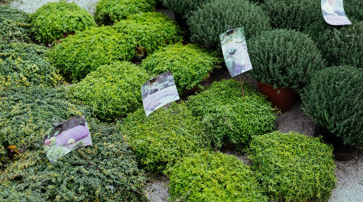 A vibrant and diverse selection of  plants presented for sale in a market setting. The lush foliage and various colors showcase the beauty and appeal of these popular groundcover plants.