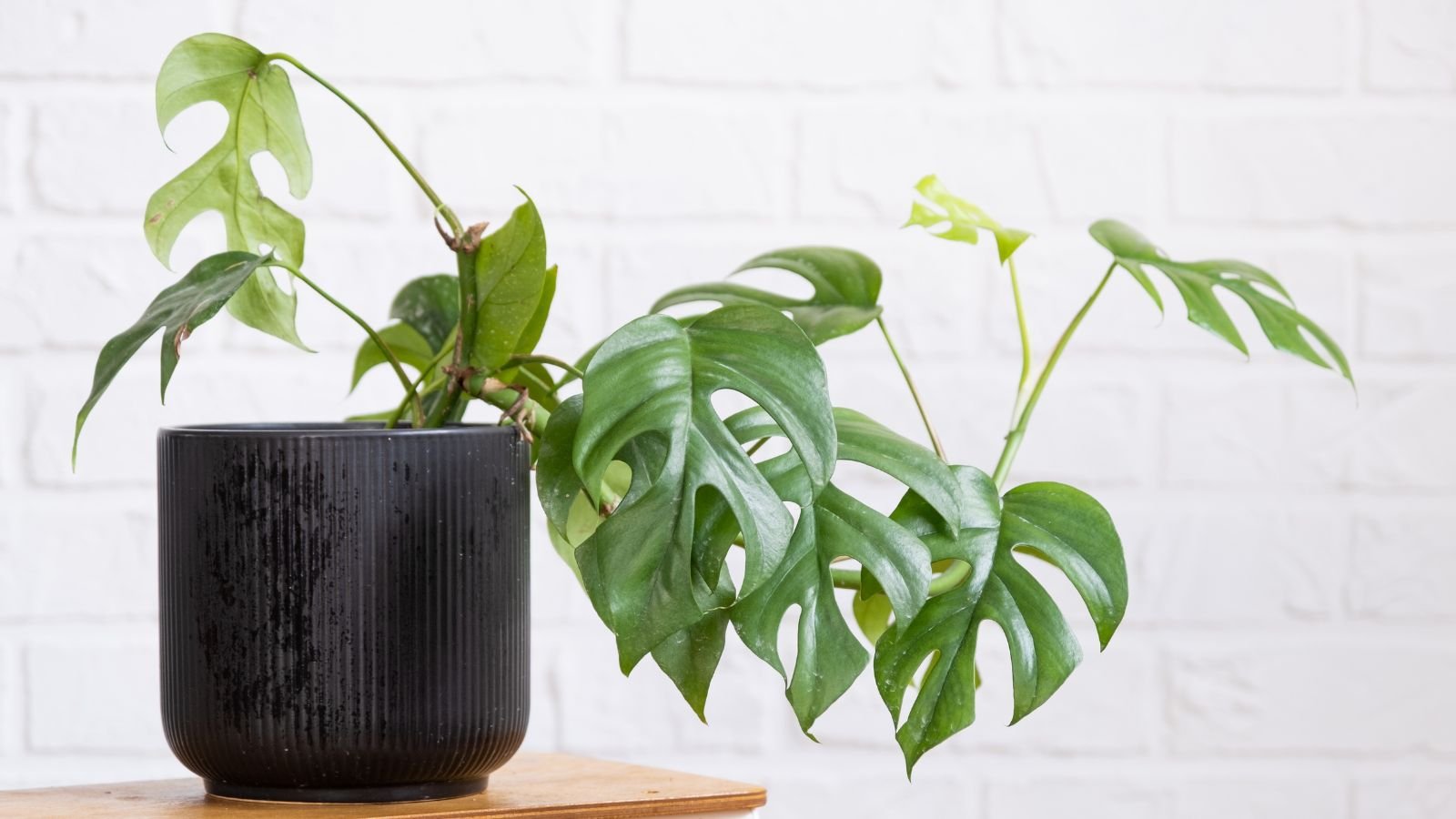 A focused shot of a growing houseplant in a black pot that is placed on top of a wooden surface with a white background in an area indoors