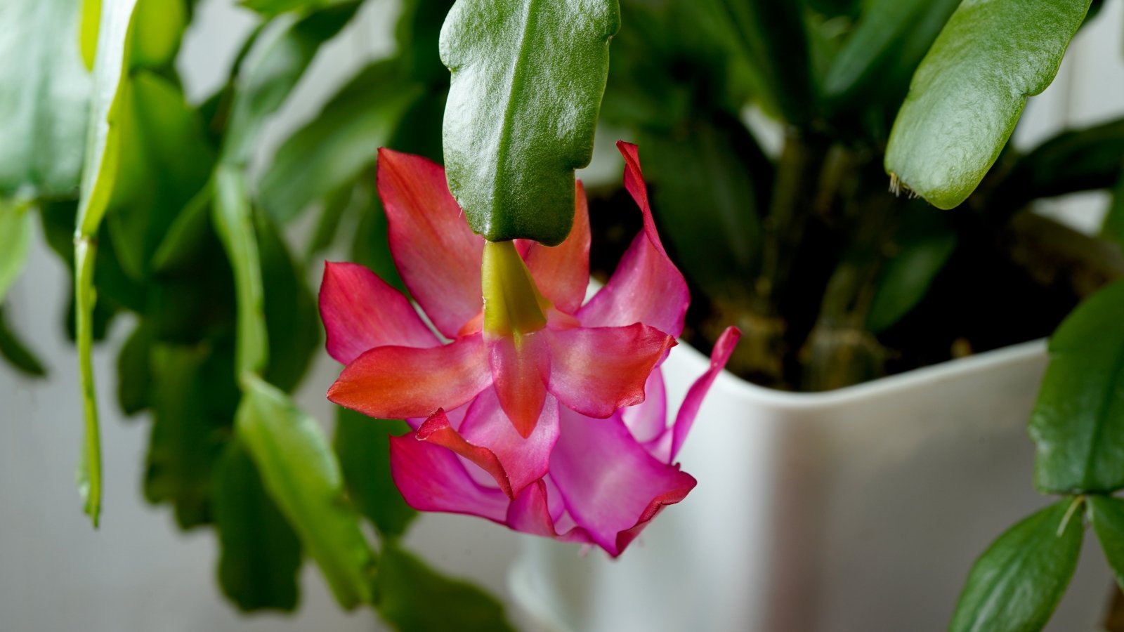 A close-up view of the delicate pink and red flower of Schlumbergera truncata, with layers of petals radiating from the center, growing out from the plant’s segmented green stems.