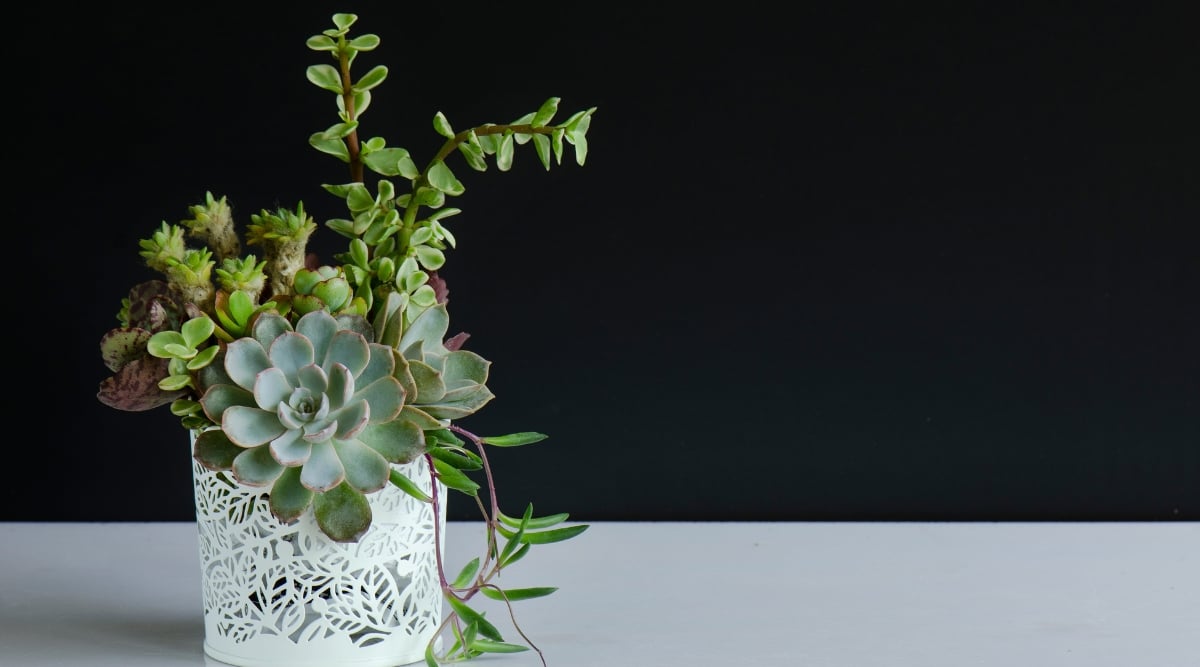 A white pot adorned with delicate patterns elegantly cradles vibrant echeveria succulents. Placed upon a pristine white table, the intricate pot serves as a captivating centerpiece, adding a touch of sophistication to the surrounding space.
