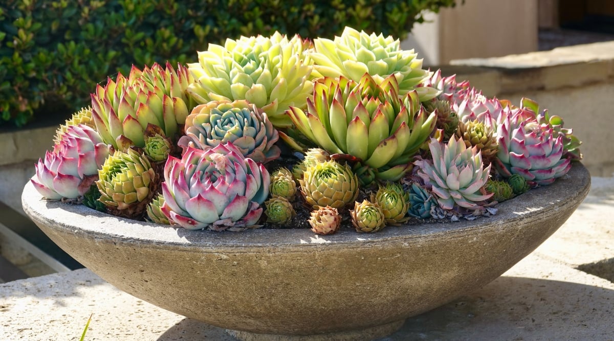 A vibrant display of ornamental succulents, featuring an array of lush green and rich purple hues, arranged meticulously within a spacious cement bowl. The sun casts a warm and gentle glow, tenderly bathing the succulents.