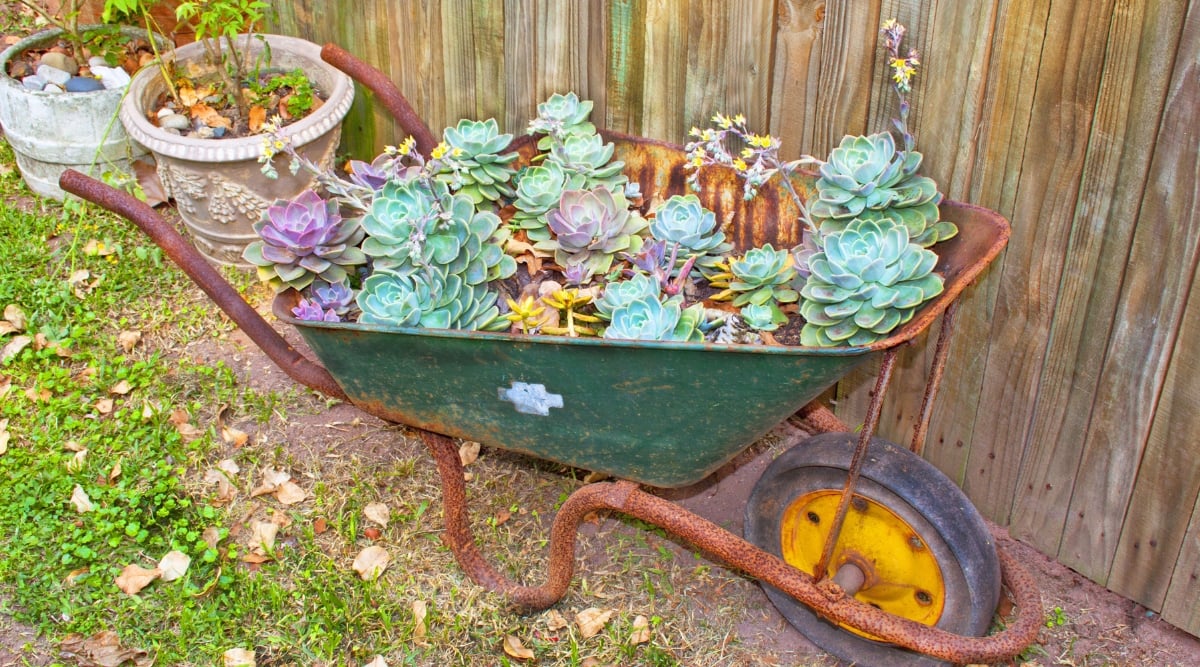 A weathered green and rusty wheelbarrow, repurposed as a succulent container, adds rustic allure to the scene. Adjacent to the wheelbarrow, a wooden fence provides a picturesque backdrop, enhancing the garden's quaint ambiance.
