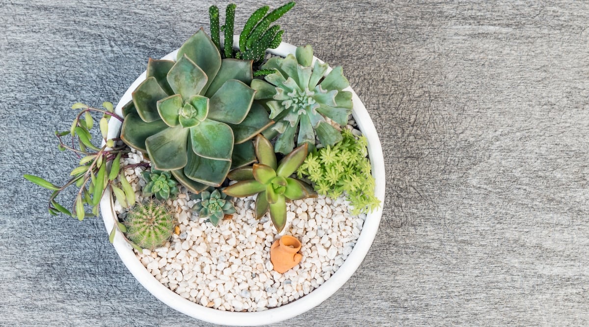 A white pot showcases an array of succulents on one side. On the other side, smooth white pebbles create a minimalist contrast. Resting elegantly on a cement surface, the composition exudes a harmonious blend of nature and modern design.
