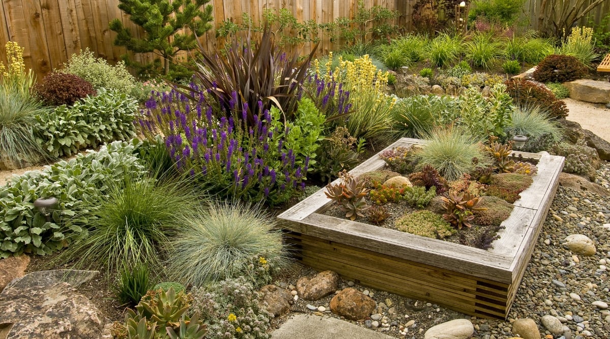 A lush backyard teeming with a diverse array of plants, showcasing nature's kaleidoscope. A charming wooden raised bed, elegantly adorned with an assortment of resilient succulents, adds a touch of rustic beauty to the garden.
