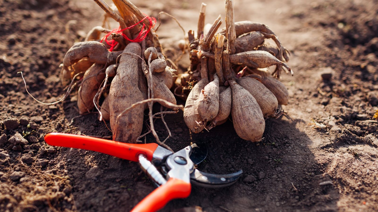 A close-up shot of fresh harvested corms of a Dahlia flower placed in a soil ground beside a pruner with orange handles in a well lit area outdoors