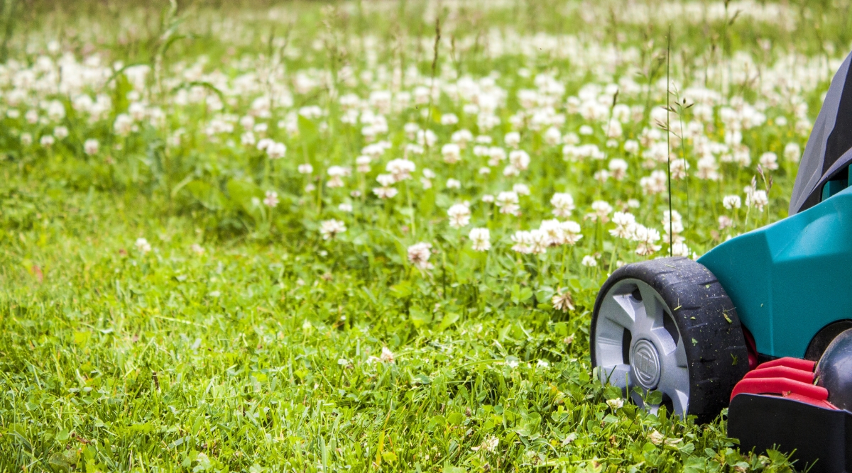 As the lawnmower glides over the lush clover, the leaves dance gracefully in the breeze. The clover leaves are vibrant green, adorned with delicate flowers that add a touch of beauty to the landscape.