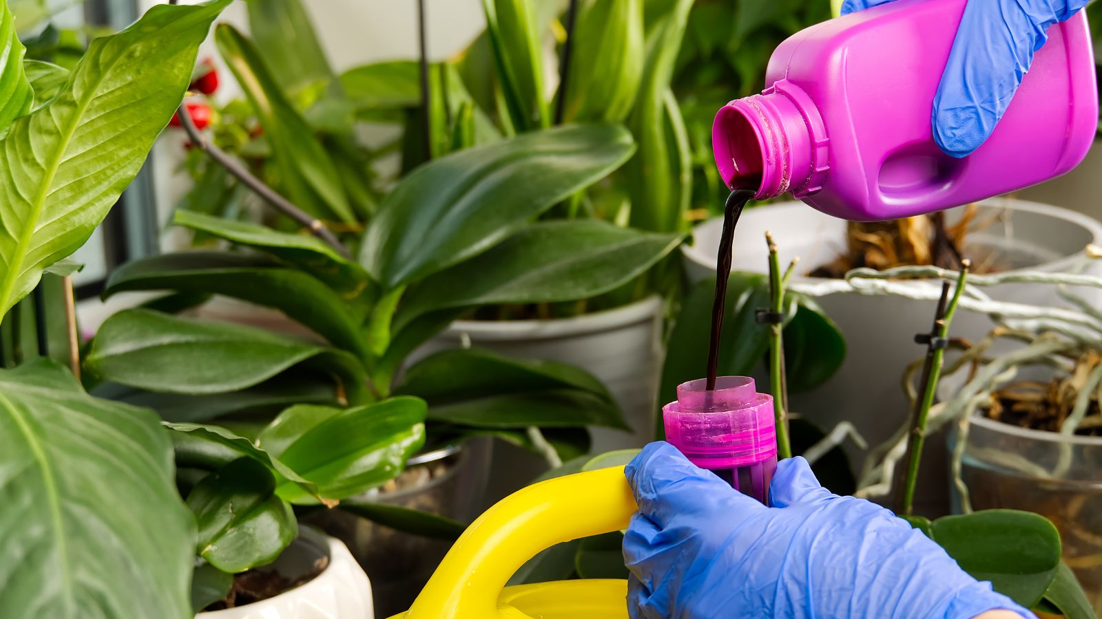 A person with blue gloves measuring a liquid type of fertilizer with a yellow watering can below and various types of potted green plants in the background.