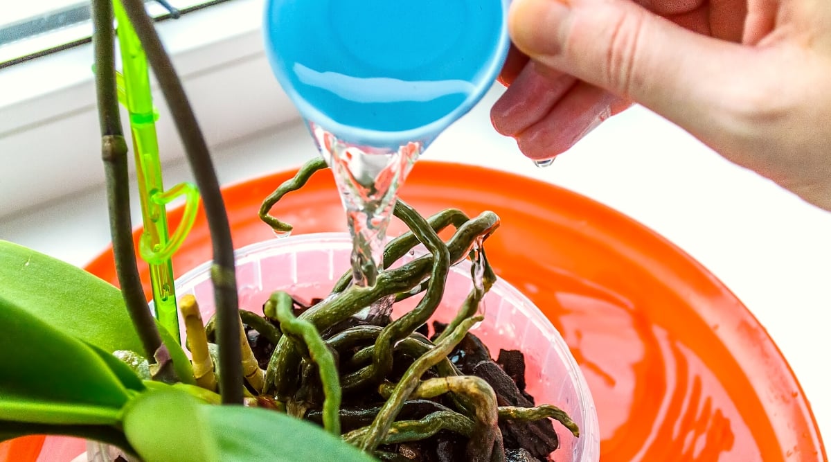 A hand, wielding a small blue cup, delicately waters an orchid, its vibrant green leaves displaying vitality. Smooth, extensive roots soak in the nourishing water. The orchid resides within a pristine white container, nested within an inviting orange plate.