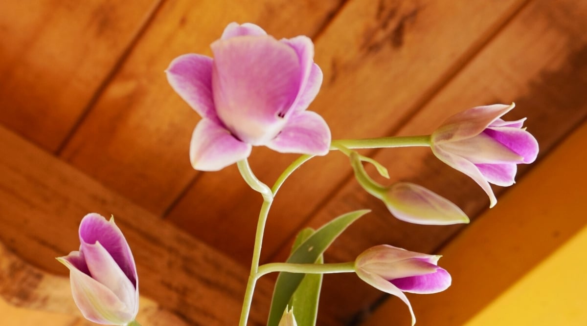 Closed purple orchids with slender stems against a blurred wooden ceiling background, evoking a serene atmosphere. The blossoms hint at hidden beauty, their closed buds suggesting an imminent bloom, adding an air of anticipation to the scene's tranquility.