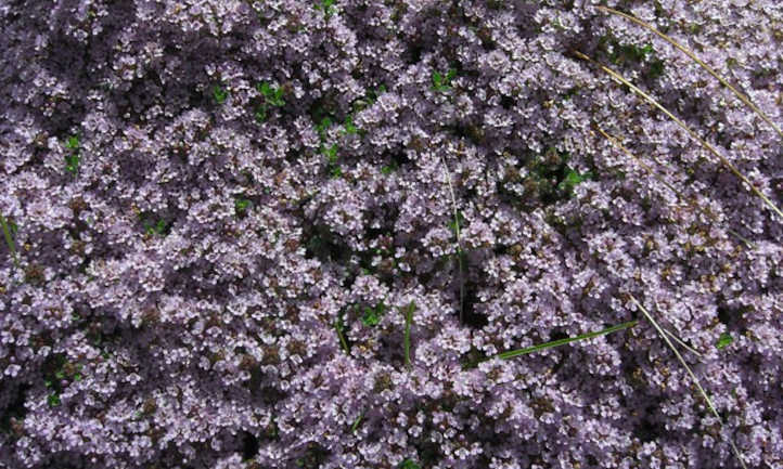 Thymus serpyllum in flower