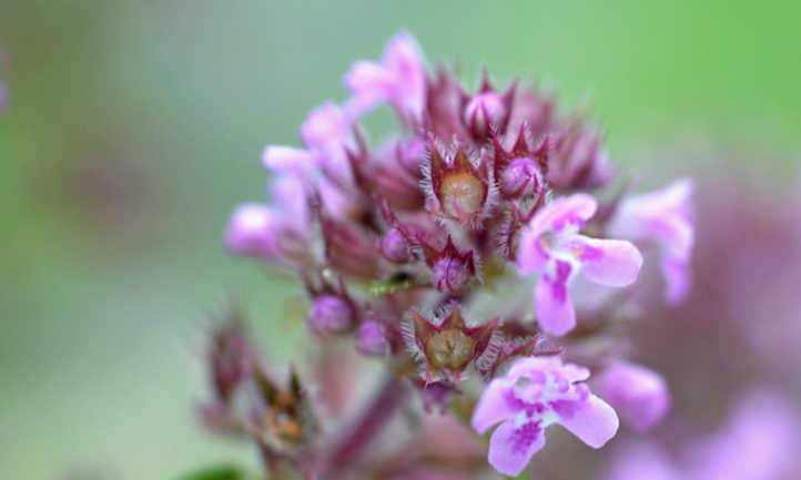 Thymus serpyllum flower head