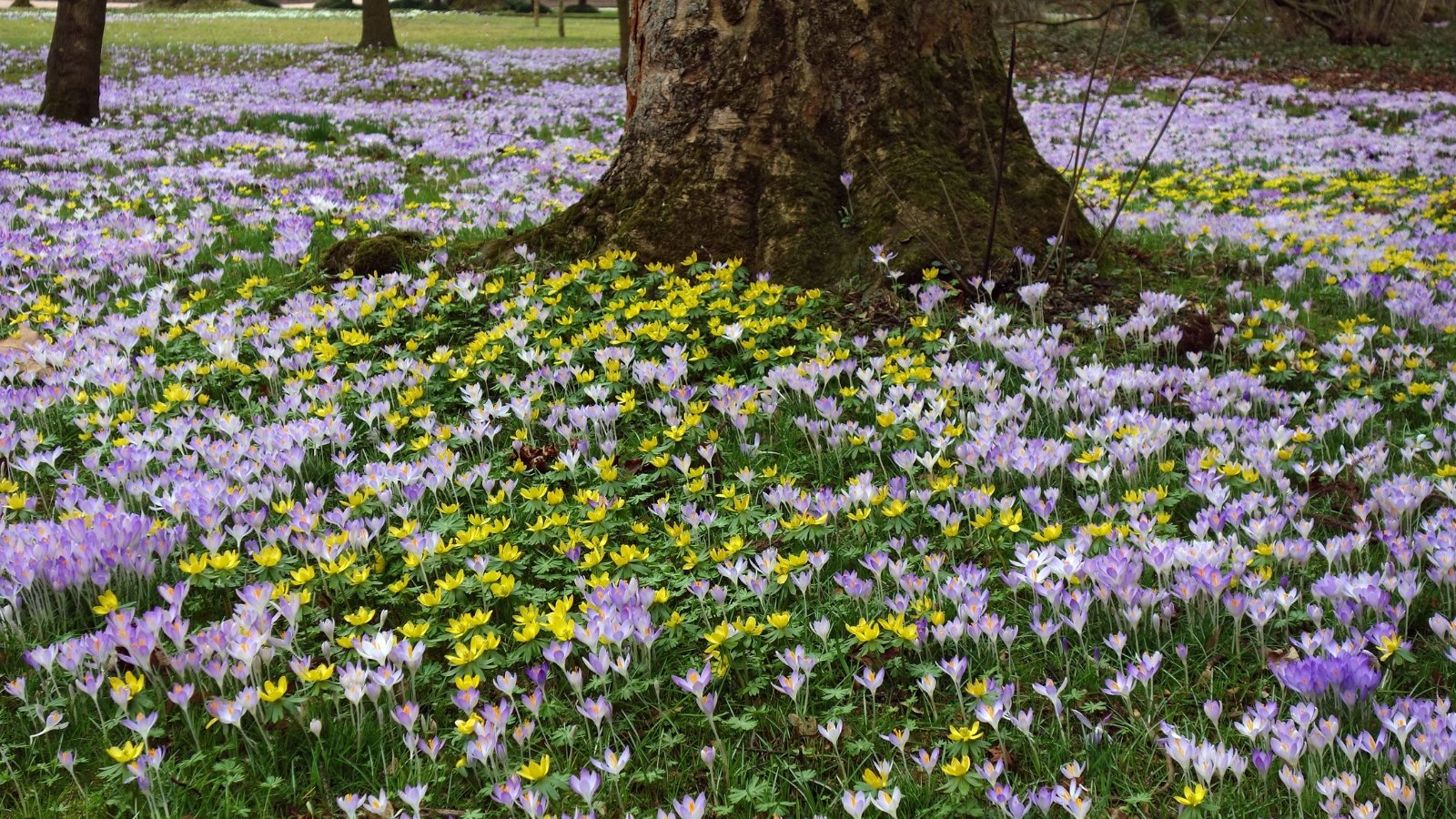 A blanket of light purple and yellow flowers spreading beneath large trees, creating a carpet-like effect on the forest floor.