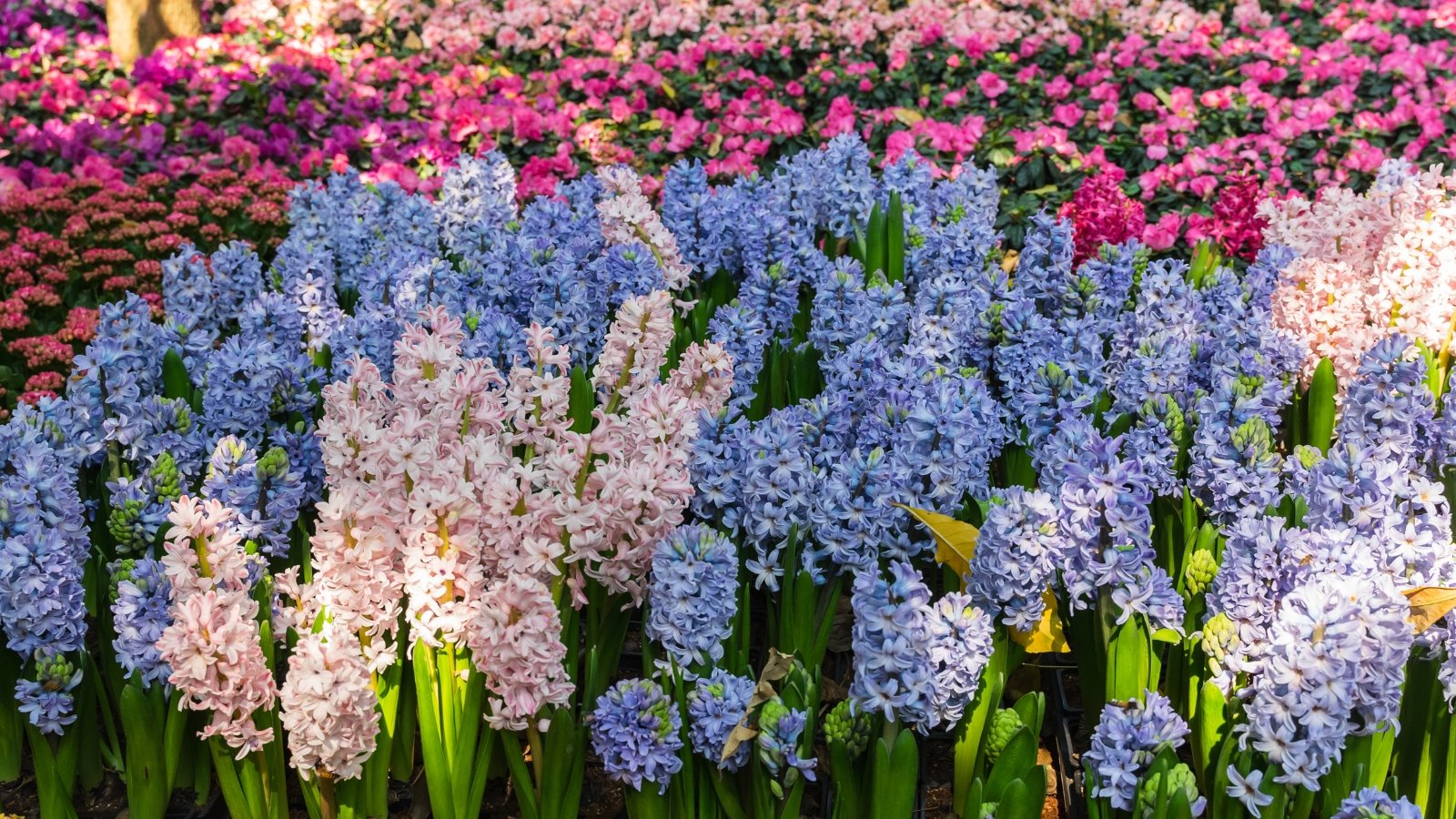 A vibrant assortment of blue, purple, and white flowers arranged in neat rows, their dense clusters rising above green leaves.