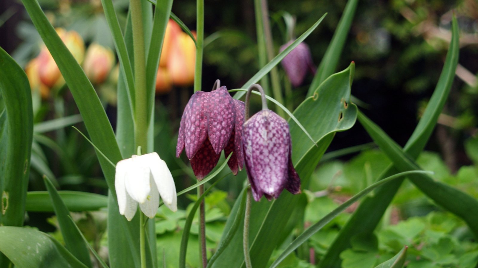 A mix of purple and white nodding bell-shaped flowers with a subtle checkered pattern, growing tall on slender green stems.