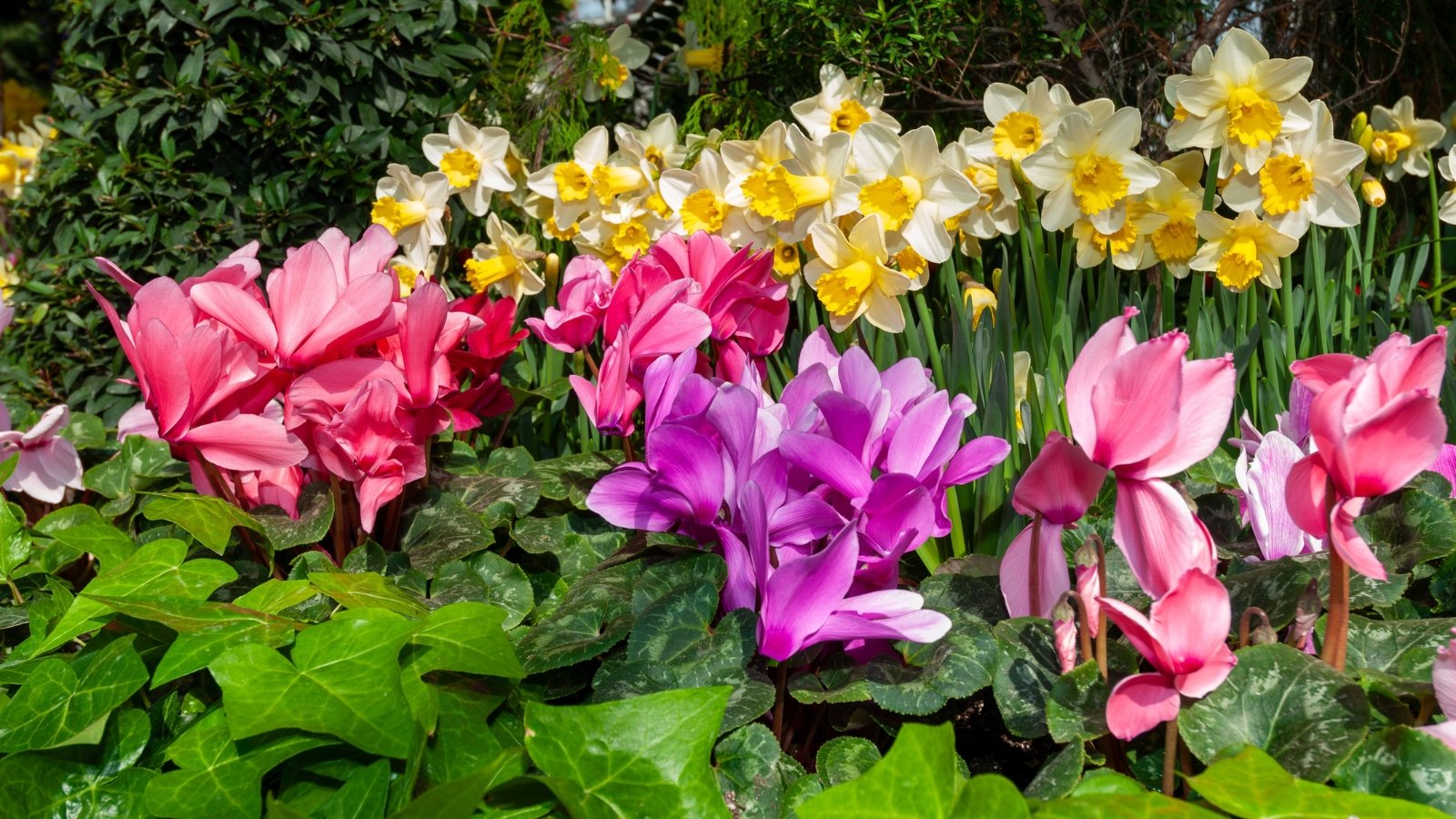 Bright pink, white, and yellow flowers with ruffled petals bloom amidst deep green foliage, creating a vibrant, colorful contrast.