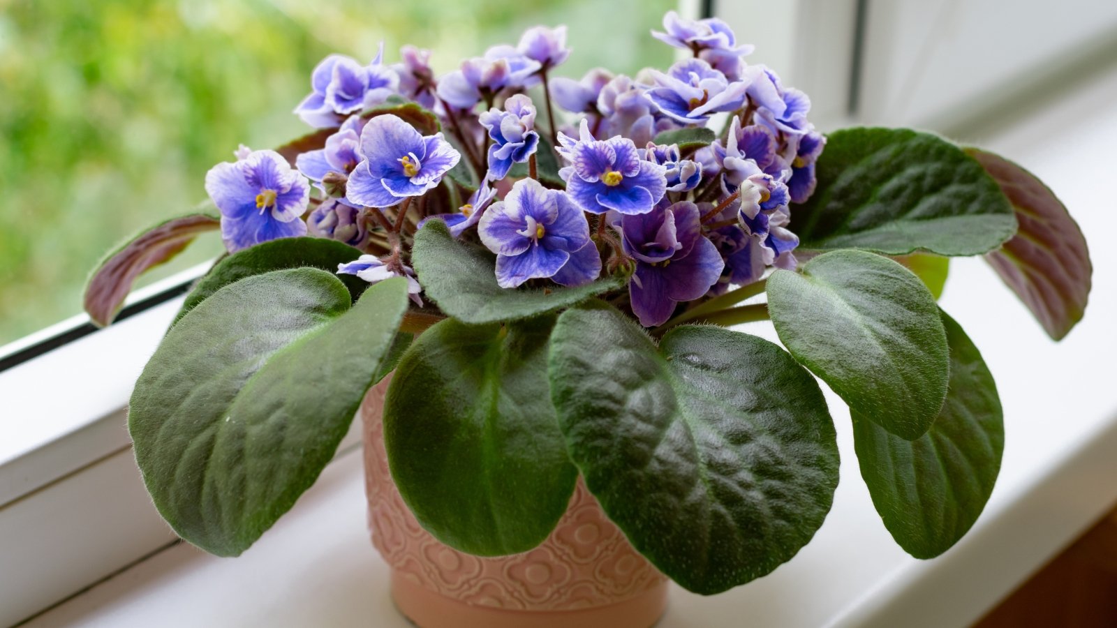 A vibrant African violet plant with round leaves and delicate purple flowers sits in a brown pot on a white windowsill, basking in soft sunlight. Its intricate beauty adds a touch of elegance to the room, creating a serene and inviting atmosphere.